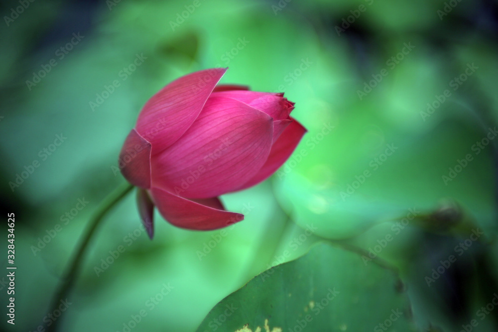 A pink lotus that is about to bloom in the pond