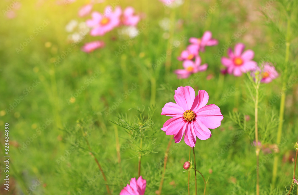 Closeup pink cosmos flower blooming in the summer garden field in nature with rays of sunlight Closeup pink cosmos flower blooming in the summer garden field in nature with rays of sunlight
