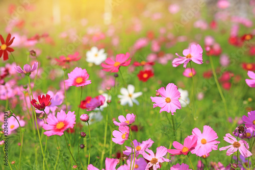 Blooming cosmos flower in the summer garden with rays of sunlight in nature