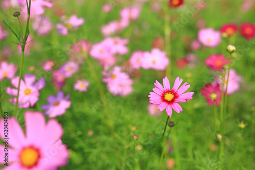 Beautiful cosmos flower blooming in garden field in nature.