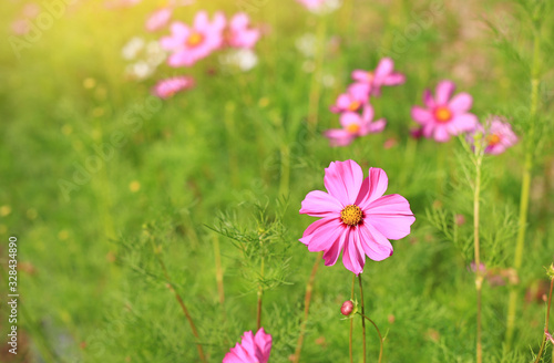 Closeup pink cosmos flower blooming in the summer garden field in nature with rays of sunlight