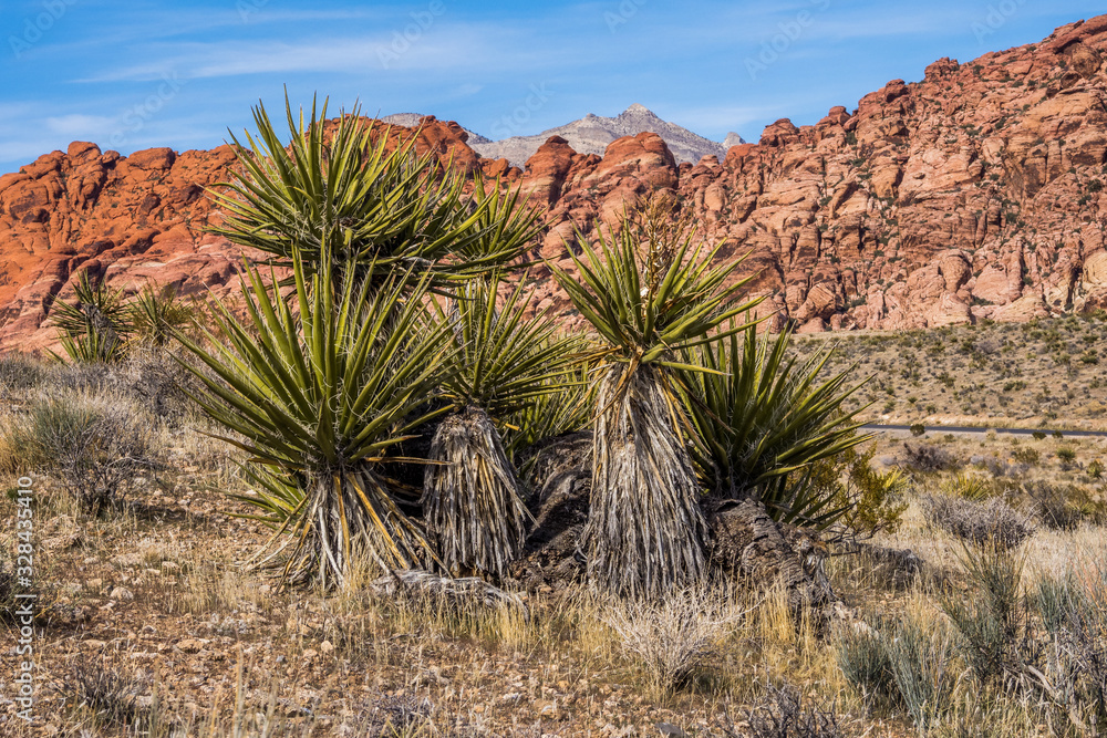 Plants of Nevada desert in Red Rock Canyon in Las Vegas area