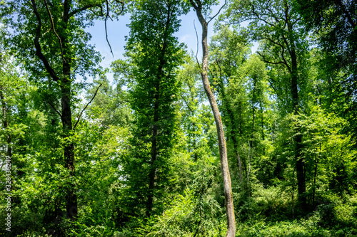 forests in all its beauty