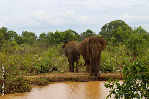 Elephant in the natural jungle © iCexpert