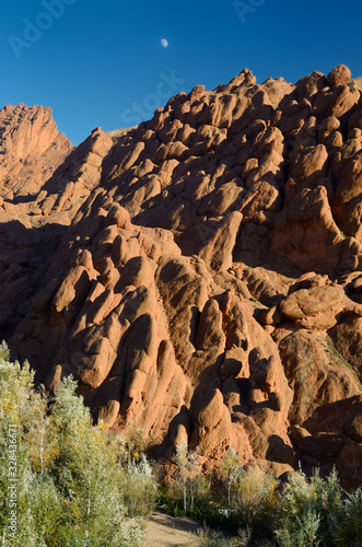 Red rock limestone fingers and poplar trees with moon in Dades Gorge Morocco