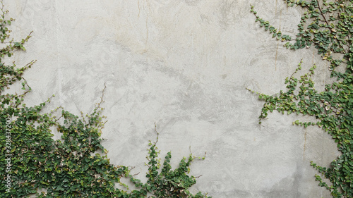 Billede på lærred Ivy growing on a concrete wall background