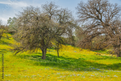 Wild flowers and an old oak trees during California Spring super-bloom