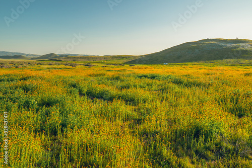 Field of wild flowers. Spring super-bloom  California