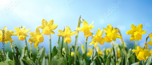 Yellow Daffodil Flowers