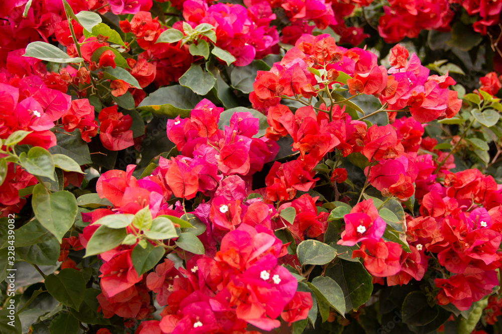 red flowers in the garden red flowers in the garden