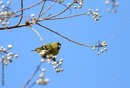 Beautiful branches in spring photo