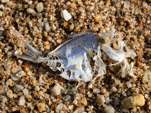 Dead fish with Fishbone on the beach  Close up and Macro shot  Sea environmental pollution concept