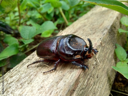 The exotic asiatic rhinoceros beetle in the nature background. the exotic animal from indonesia. © Mang Kelin