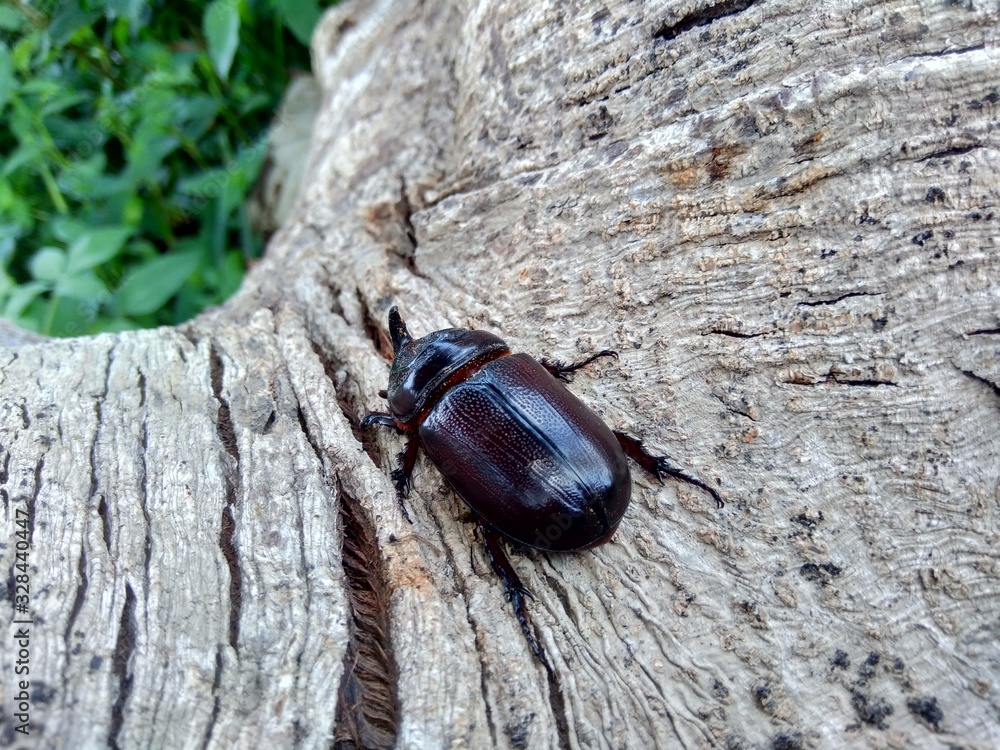 The exotic asiatic rhinoceros beetle in the nature background. the exotic animal from indonesia.