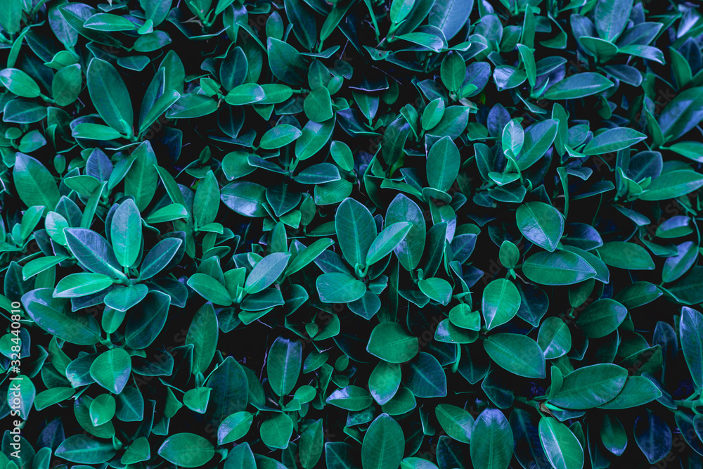 Fototapeta Tropikalne drobne zielone liście 
