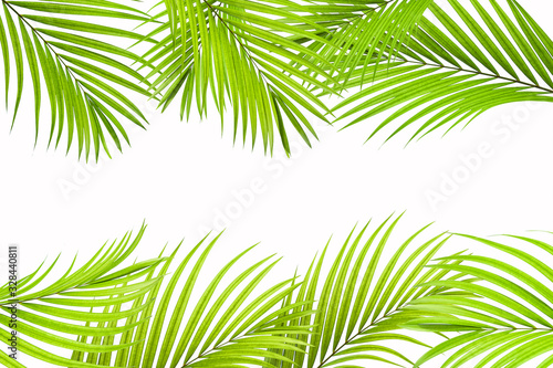 tropical coconut leaf isolated on white background, summer background