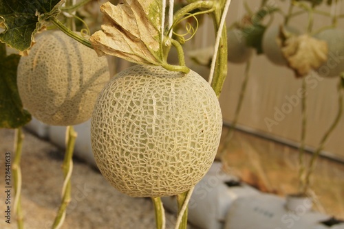 Melons  in the green house waiting to be harvested, selective focus. photo