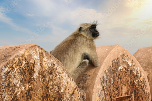 Indian monkey sitting on the wall of Jaigarh Fort at Jaipur Rajasthan