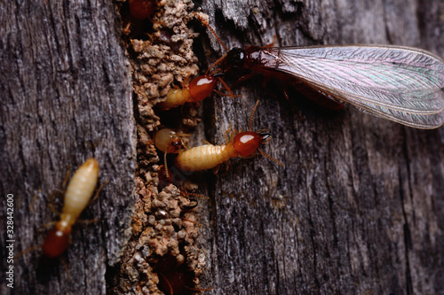 Macro shot of termite insects