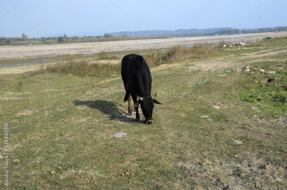 Black Cow in Ground of Kaloor Place India Black Cow in Ground of Kaloor Place India