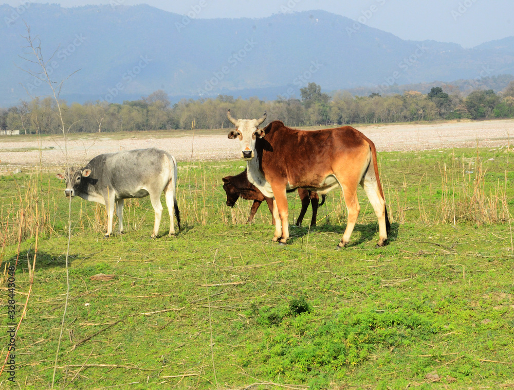 Three Cow looking at Camera in Himachal Pradesh India Three Cow looking at Camera in Himachal Pradesh India