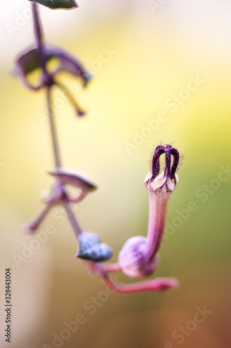 Ceropegia Woodii - Chain of Hearts 