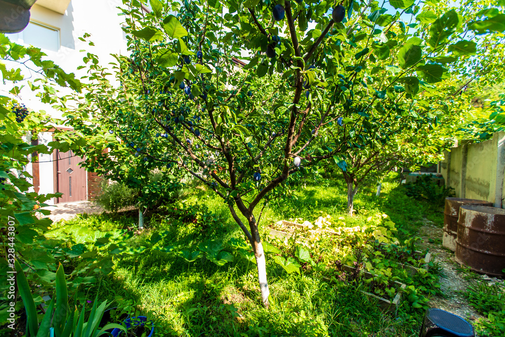 The backyard of the cottage is full of fruit trees and green grass on a bright Sunny day. you can see the cottage building through the trees.