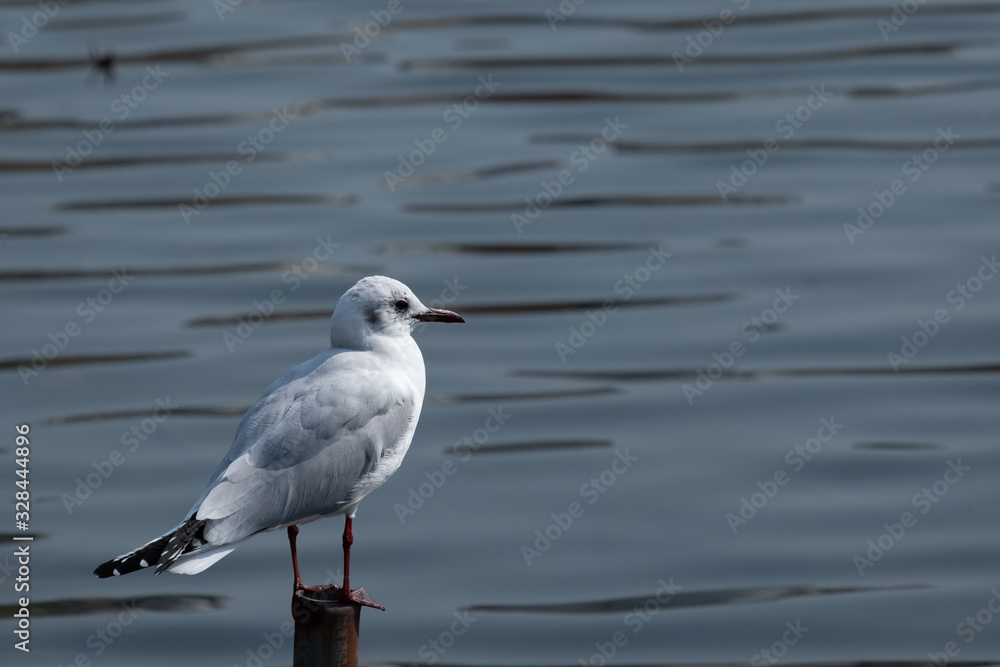 White bird on the stump