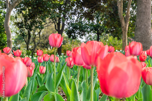 The colourful  tulips  of  Slender West Lake ,YangZHou  in spring 