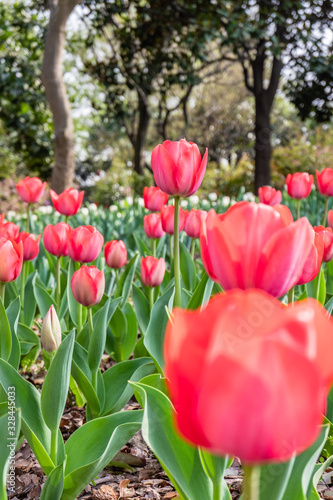 The colourful  tulips  of  Slender West Lake ,YangZHou  in spring 