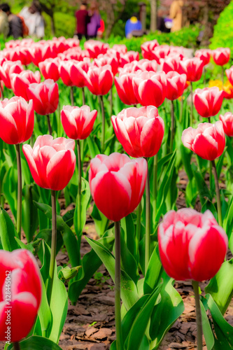 The colourful  tulips  of  Slender West Lake ,YangZHou  in spring 