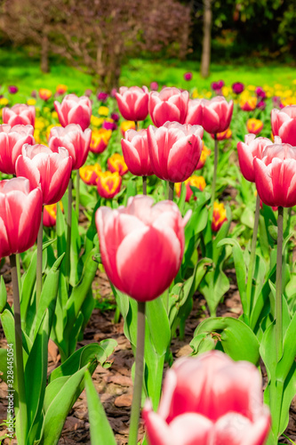 The colourful  tulips  of  Slender West Lake ,YangZHou  in spring 