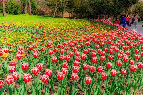 The colourful  tulips  of  Slender West Lake ,YangZHou  in spring 