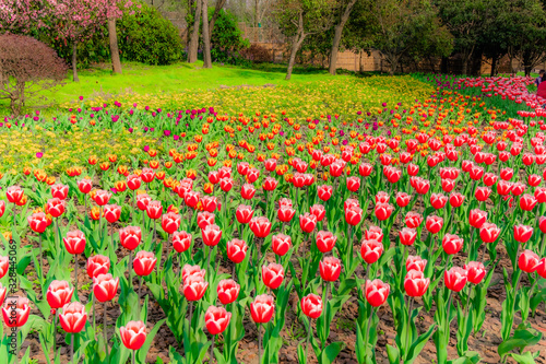 The colourful  tulips  of  Slender West Lake ,YangZHou  in spring 