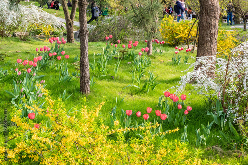 The colourful  tulips  of  Slender West Lake ,YangZHou  in spring 