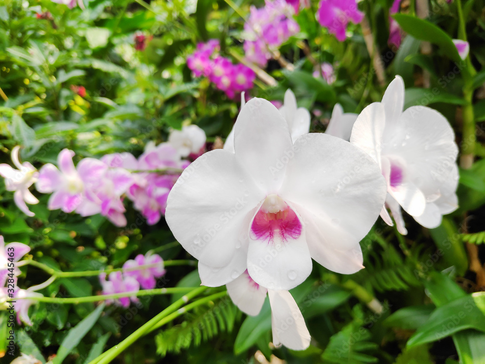 Fototapeta premium White orchid, bright and beautiful