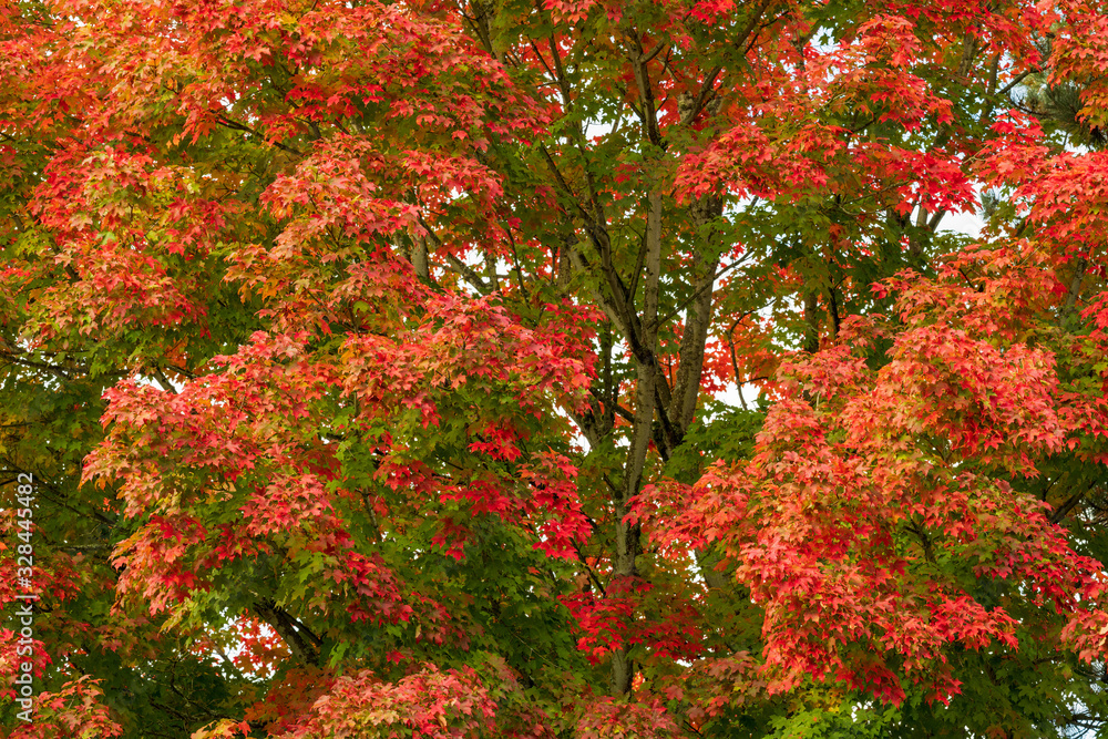 Autumn foliage as leaves turn from green to red and orange