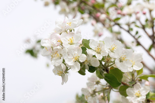 apple blossom, beautiful spring background. white flowers on branches