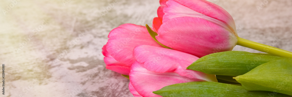 Tulips are bright, fresh, pink on a light gray background close-up.