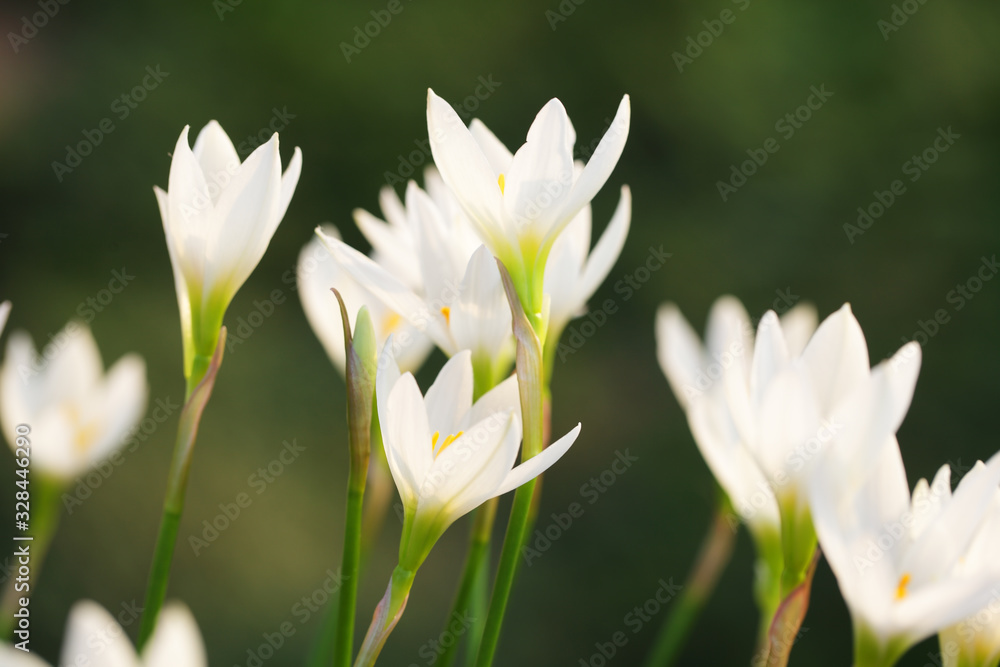 close up of beautiful white rain lily flower close up of beautiful white rain lily flower