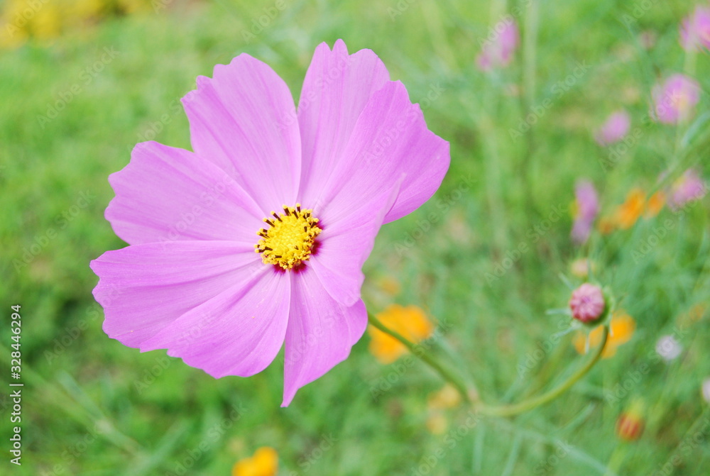 The purple flowers bloom, welcome many insects.