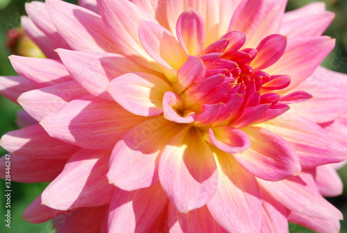 A close up of pink flower petals  That bloom in the morning.