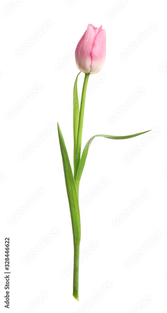 Beautiful tender spring tulip isolated on white Beautiful tender spring tulip isolated on white
