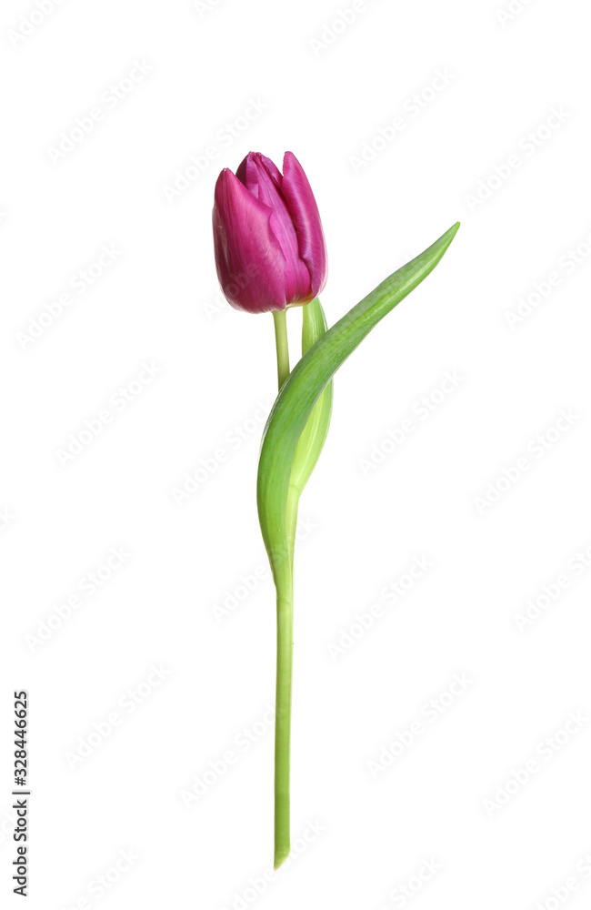 Beautiful tender spring tulip isolated on white