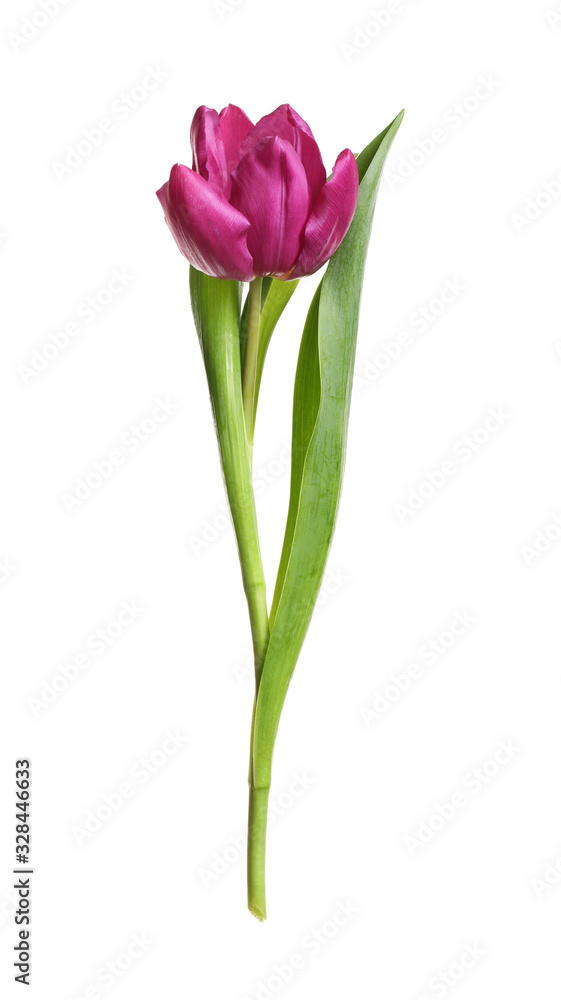 Beautiful tender spring tulip isolated on white Beautiful tender spring tulip isolated on white