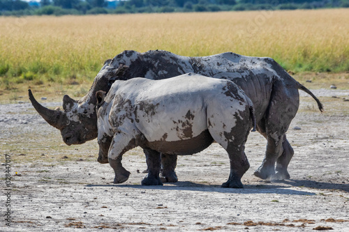 Rhinos mother and calf