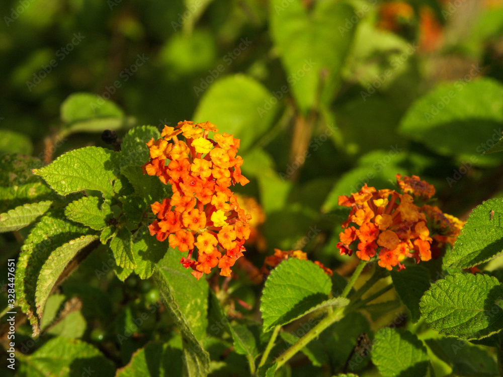 Latanier ou Galabert (Lantana camara) sur l'île de La Réunion. Latanier ou Galabert (Lantana camara) sur l'île de La Réunion.