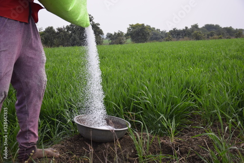 Indian farmer is applying fertilizer in steel vessel. To increase fertilizer capacity, wheat field in the background