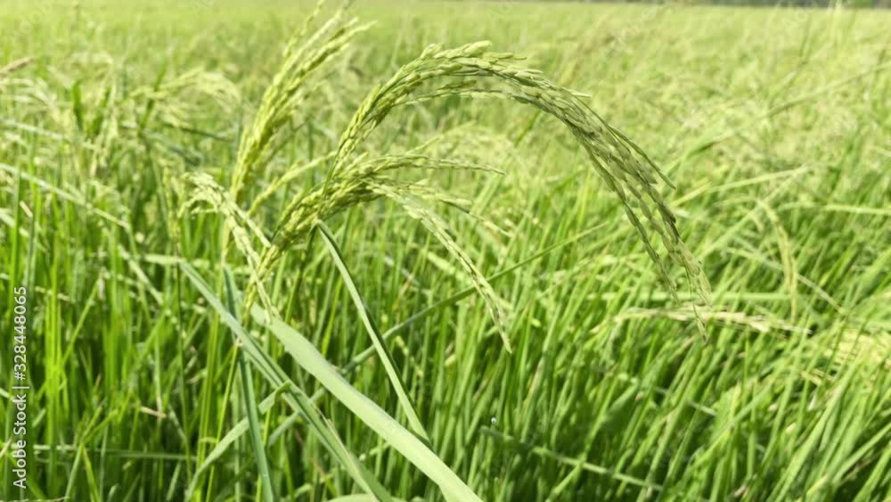 Green rices in field blowing by wind. Green rices in field blowing by wind.