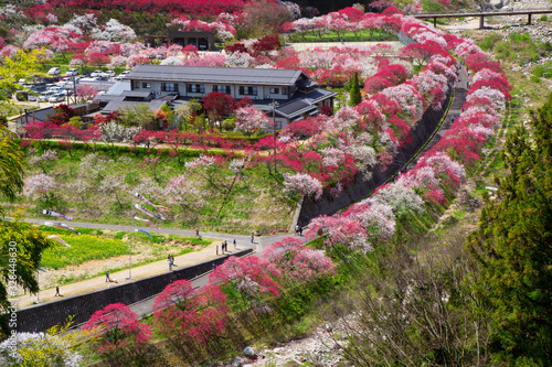 長野県の花桃の里